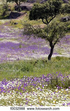 Portugal, Alentejo, near Moura View Large Photo Image Stock Photo - Portugal, Alentejo, near Moura. Fotosearch