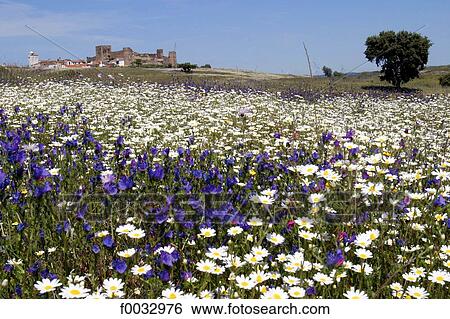 Stock Photograph - Portugal, Alentejo, Terena. Fotosearch