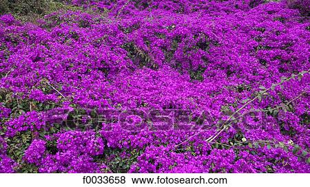 Portugal, Madeira, field of flowers View Large Photo Image Stock Photo - Portugal, Madeira, field of flowers. Fotosearch