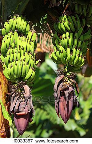 Spain, canary islands, Gomera, bunch of bananas View Large Photo Image Stock Photo - Spain, canary islands, Gomera, bunch of bananas. Fotosearch
