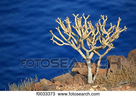 Spain, canary islands, Gomera, seaside View Large Photo Image Stock Image - Spain, canary islands, Gomera, seaside. Fotosearch