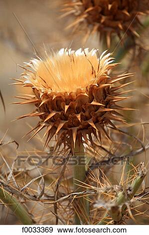 Spain, canary islands, Gomera, thistle View Large Photo Image Stock Photo - Spain, canary islands, Gomera, thistle. Fotosearch