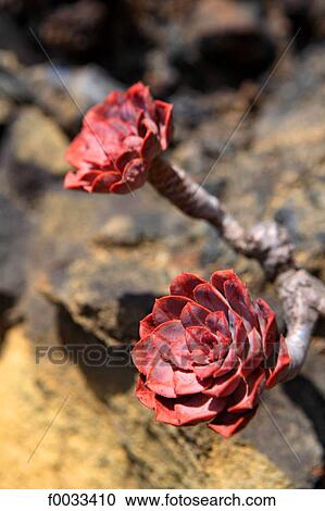 Spain, Canary islands, La Palma, flowers View Large Photo Image Stock Image - Spain, Canary islands, La Palma, flowers. Fotosearch