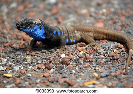 Spain, Canary islands, La Palma, lizard View Large Photo Image Stock Photo - Spain, Canary islands, La Palma, lizard. Fotosearch