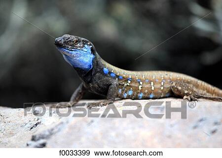 Stock Photo - Spain, Canary islands, La Palma, lizard. Fotosearch