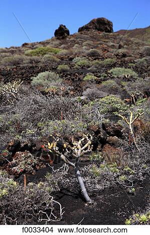 Picture - Spain, Canary islands, La Palma, Fuencaliente, volcano. Fotosearch