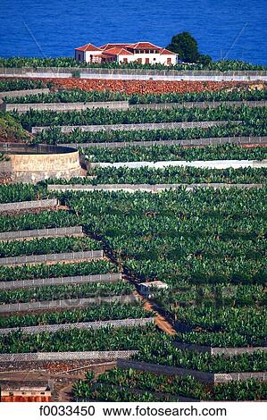 Spain, Canary islands, La Palma, bananas plantations View Large Photo Image Stock Image - Spain, Canary islands, La Palma, bananas plantations. Fotosearch