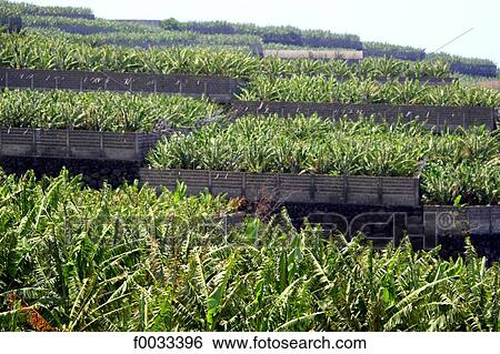 Spain, Canary islands, La Palma, bananas plantations View Large Photo Image Stock Photograph - Spain, Canary islands, La Palma, bananas plantations. Fotosearch