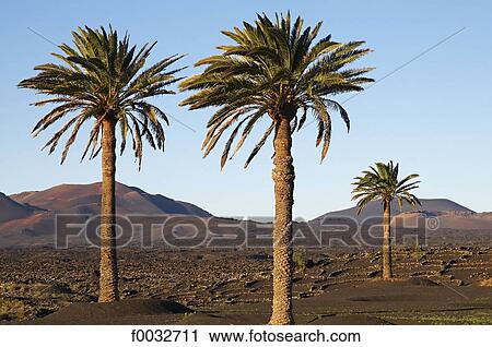 Spain, Canary islands, Lanzarote, palm trees View Large Photo Image Stock Image - Spain, Canary islands, Lanzarote, palm trees. Fotosearch