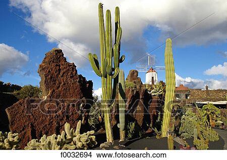 Spain, Canary islands, Lanzarote, garden of cactus View Large Photo Image Picture - Spain, Canary islands, Lanzarote, garden of cactus. Fotosearch