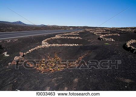 Spain, Canary islands, Lanzarote, landscape of La Geria View Large Photo Image Stock Image - Spain, Canary islands, Lanzarote, landscape of La Geria. Fotosearch