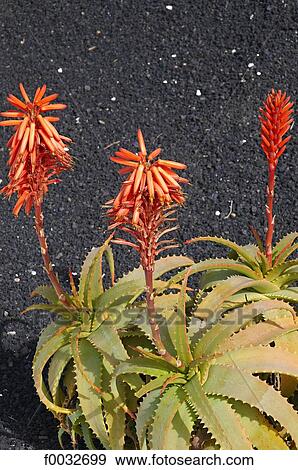 Spain, Canary islands, Lanzarote, Mozaga, aloe vera View Large Photo Image Stock Photo - Spain, Canary islands, Lanzarote, Mozaga, aloe vera. Fotosearch