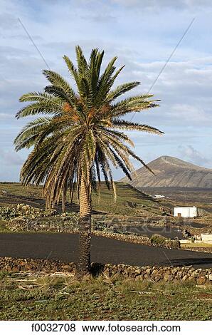 Spain, Canary islands, Lanzarote, national park of Timanfaya View Large Photo Image Stock Photo - Spain, Canary islands, Lanzarote, national park of Timanfaya. Fotosearch
