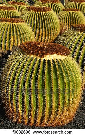 Spain, Canary islands, Lanzarote, garden of cactus View Large Photo Image Stock Photograph - Spain, Canary islands, Lanzarote, garden of cactus. Fotosearch