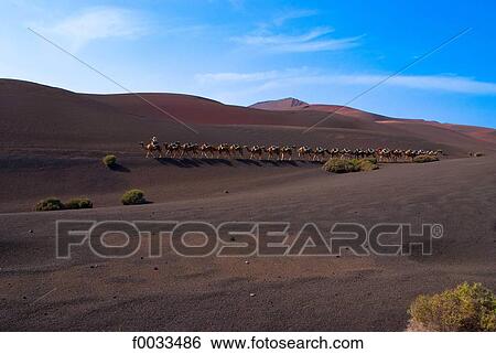 Stock Photograph - Spain, Canary islands, Lanzarote, national park of Timanfaya, trip on camelback. Fotosearch