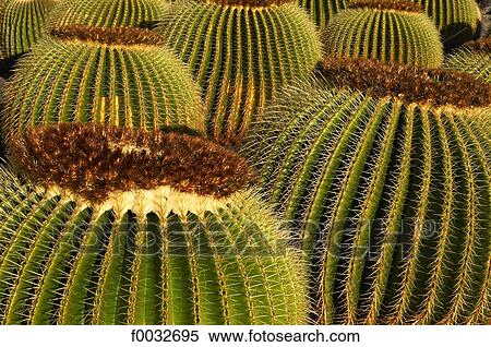 Spain, Canary islands, Lanzarote, garden of cactus View Large Photo Image Stock Photography - Spain, Canary islands, Lanzarote, garden of cactus. Fotosearch