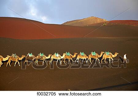 Spain, Canary islands, Lanzarote, national park of Timanfaya, trip on a volcano on camelback View Large Photo Image Stock Photography - Spain, Canary islands, Lanzarote, national park of Timanfaya, trip on a volcano on camelback. Fotosearch