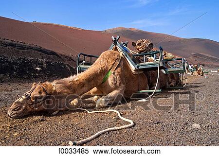 Spain, Canary islands, Lanzarote, national park of Timanfaya, trip on camelback View Large Photo Image Stock Photography - Spain, Canary islands, Lanzarote, national park of Timanfaya, trip on camelback. Fotosearch