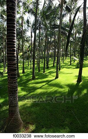 Stock Photo - Spain, Canary islands, Tenerife, Loro Parque. Fotosearch