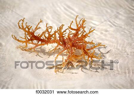 Tanzania, Zanzibar (Unguja island), red seaweed. View Large Photo Image Stock Image - Tanzania, Zanzibar (Unguja island), red seaweed.. Fotosearch