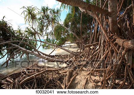 Stock Image - Tanzania, Zanzibar (Unguja island), Nungwi beach, mangrove.. Fotosearch