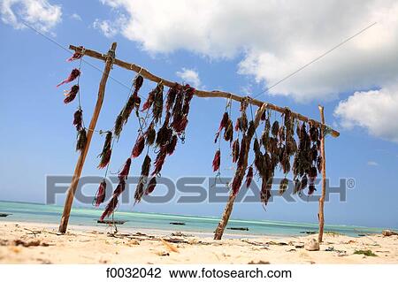 Tanzania, Zanzibar (Unguja island), drying red seaweed. View Large Photo Image Stock Image - Tanzania, Zanzibar (Unguja island), drying red seaweed.. Fotosearch
