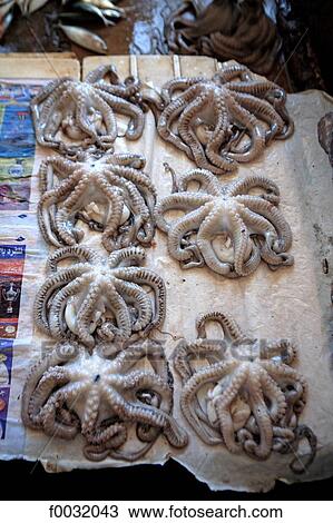 Tanzania, Zanzibar (Unguja island), Zanzibar city, market of Stone Town, octopus. View Large Photo Image Stock Image - Tanzania, Zanzibar (Unguja island), Zanzibar city, market of Stone Town, octopus.. Fotosearch