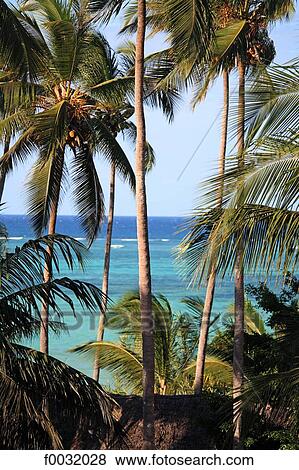 Tanzania, Zanzibar (Unguja island), coconut palms. View Large Photo Image Stock Photo - Tanzania, Zanzibar (Unguja island), coconut palms.. Fotosearch