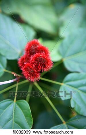 Stock Photo - Tanzania, Zanzibar (Unguja island), flower.. Fotosearch