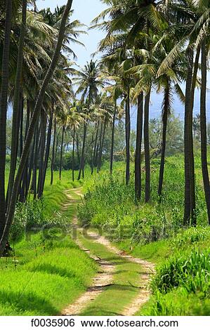 Stock Photograph - Barbados, Atlantic coast. Fotosearch