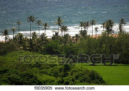 Barbados, Atlantic coast View Large Photo Image Stock Photography - Barbados, Atlantic coast. Fotosearch