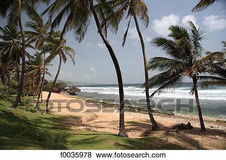 Stock Photo - Barbados, Bathsheba, beach. Fotosearch