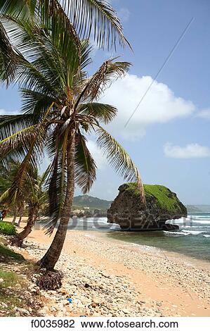 Barbados, Bathsheba, rock View Large Photo Image Stock Image - Barbados, Bathsheba, rock. Fotosearch
