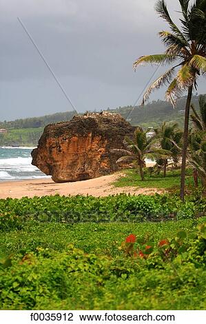 Barbados, Bathsheba View Large Photo Image Stock Image - Barbados, Bathsheba. Fotosearch