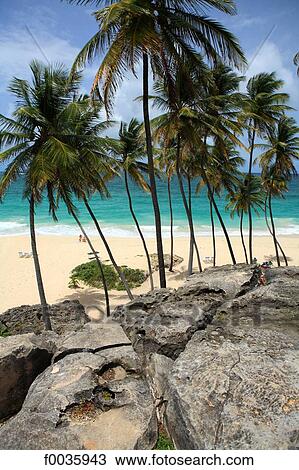 Barbados, Bottom Bay View Large Photo Image Stock Image - Barbados, Bottom Bay. Fotosearch
