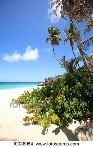 Barbados, Bottom Bay, white sand beach View Large Photo Image Picture - Barbados, Bottom Bay, white sand beach. Fotosearch