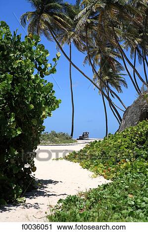 Barbados, Bottom Bay, white sand beach View Large Photo Image Stock Image - Barbados, Bottom Bay, white sand beach. Fotosearch