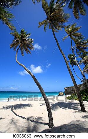 Barbados, Bottom Bay, white sand beach View Large Photo Image Stock Image - Barbados, Bottom Bay, white sand beach. Fotosearch