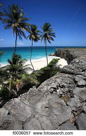 Barbados, Bottom Bay, white sand beach View Large Photo Image Stock Photo - Barbados, Bottom Bay, white sand beach. Fotosearch