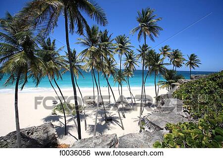 Barbados, Bottom Bay, white sand beach View Large Photo Image Stock Photograph - Barbados, Bottom Bay, white sand beach. Fotosearch