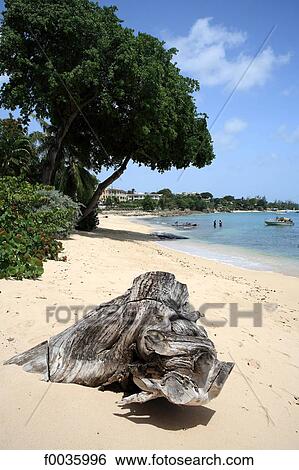 Barbados, Caribbean coast View Large Photo Image Stock Photograph - Barbados, Caribbean coast. Fotosearch