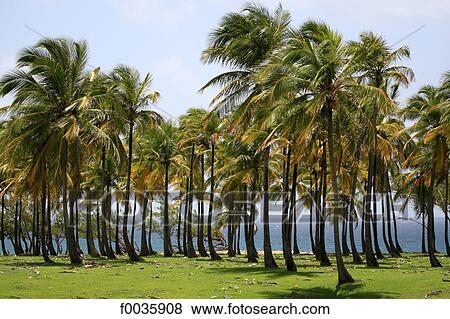Barbados, Cove Bay View Large Photo Image Stock Photo - Barbados, Cove Bay. Fotosearch