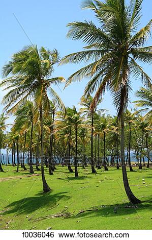 Barbados, Cove Bay View Large Photo Image Stock Photograph - Barbados, Cove Bay. Fotosearch