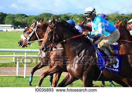 Stock Image - Barbados, horse racing. Fotosearch