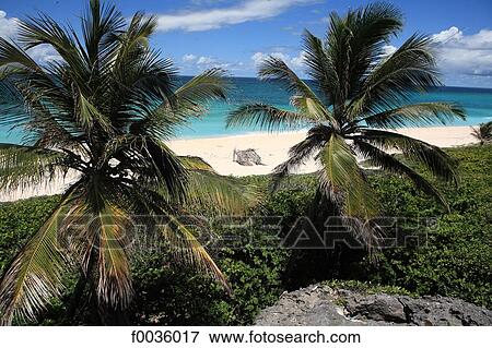 Stock Photo - Barbados, Long Beach. Fotosearch