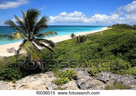 Barbados, Long Beach View Large Photo Image Stock Photography - Barbados, Long Beach. Fotosearch
