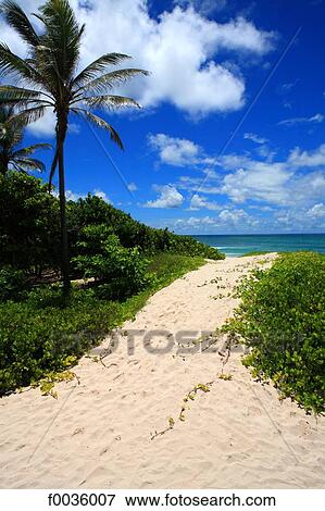 Barbados, Silver Sands beach View Large Photo Image Stock Photo - Barbados, Silver Sands beach. Fotosearch