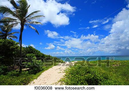 Barbados, Silver Sands beach View Large Photo Image Stock Photo - Barbados, Silver Sands beach. Fotosearch