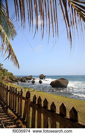 Barbados, south of Bathsheba, atlantic coast View Large Photo Image Picture - Barbados, south of Bathsheba, atlantic coast. Fotosearch