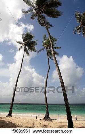Barbados, Turtle beach View Large Photo Image Stock Image - Barbados, Turtle beach. Fotosearch